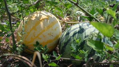 718sx吃瓜娱乐去哪了